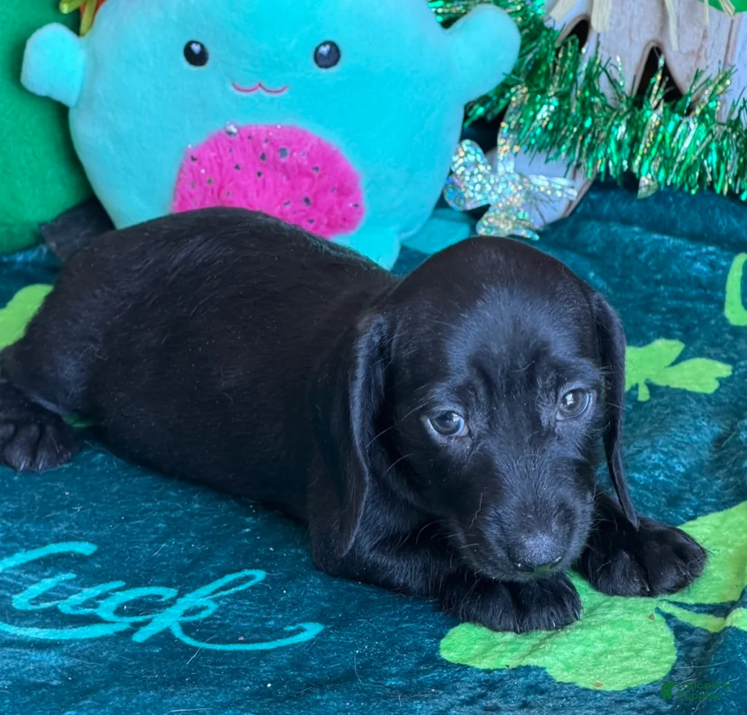 Dachshund dogs for sale: Missy - Ad 3