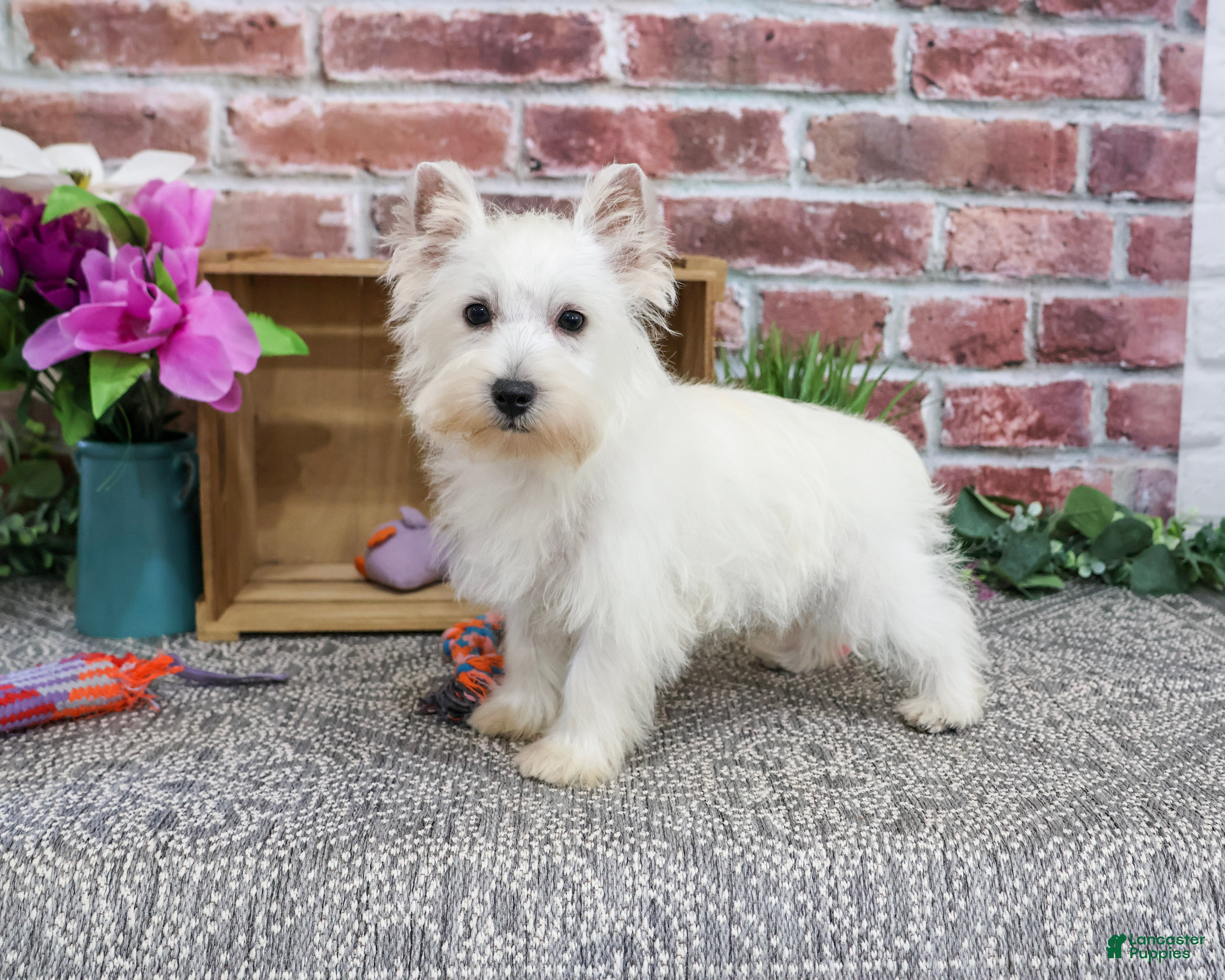 West Highland Terrier dogs Caroline - Ad 16