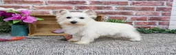 West Highland Terrier dogs for sale: Caroline - Ad 1