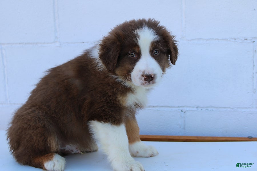 Australian Shepherd dogs Sarge - Ad 2