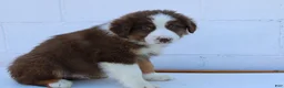 Australian Shepherd dogs for sale: Sarge - Ad 2