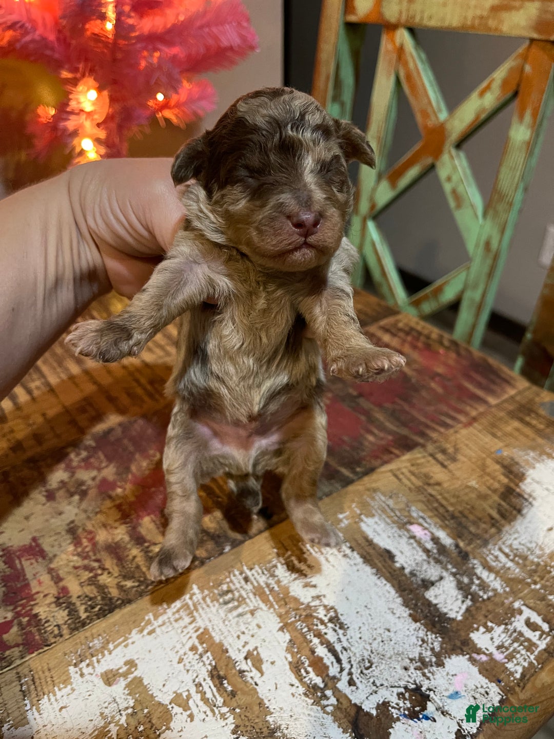 Miniature Poodle dogs for sale: Miniature Poodle Puppy 1 - Ad 37