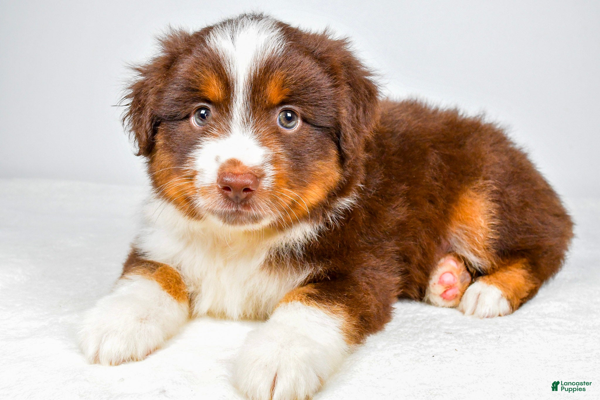Miniature Australian Shepherd dogs Palmer - Ad 1