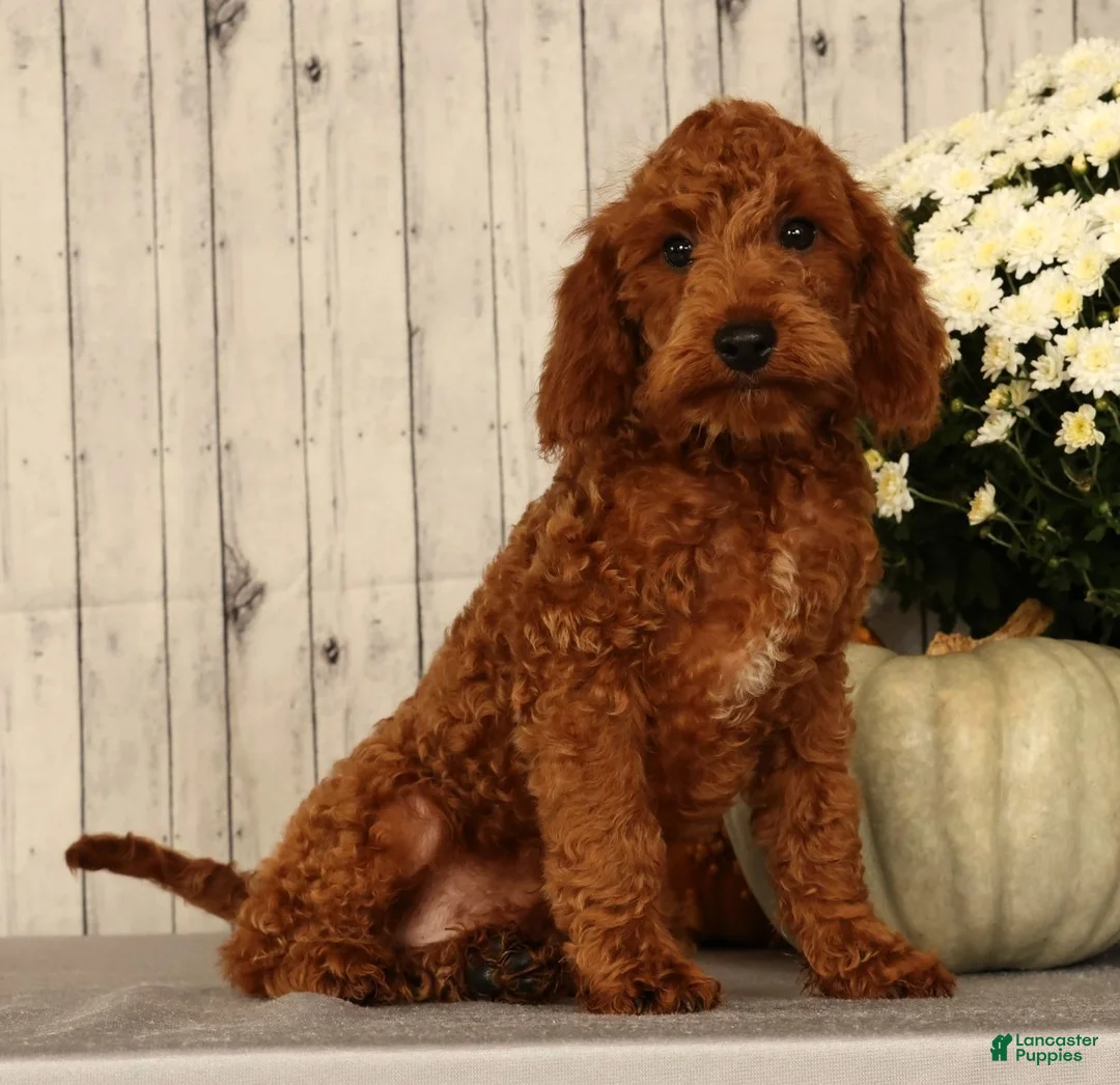 Miniature Poodle dogs for sale: Jake - Ad 1
