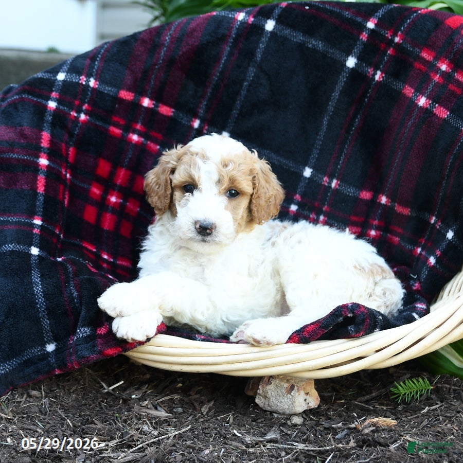 Goldendoodle dogs Forest - Ad 2