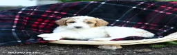 Goldendoodle dogs for sale: Forest - Ad 2