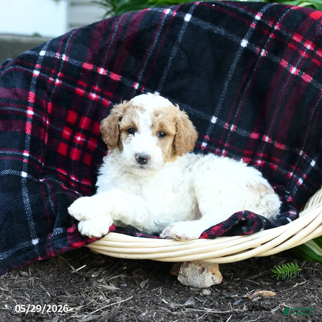 Goldendoodle dogs for sale: Forest - Ad 2