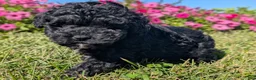 Toy Poodle dogs for sale: Oreo - Ad 9