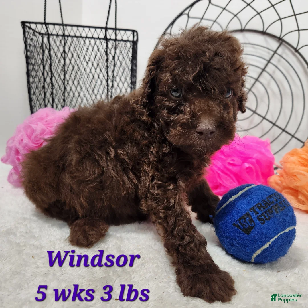Mini Aussiedoodle dogs for sale: Mini Aussiedoodle Windsor - Ad 2
