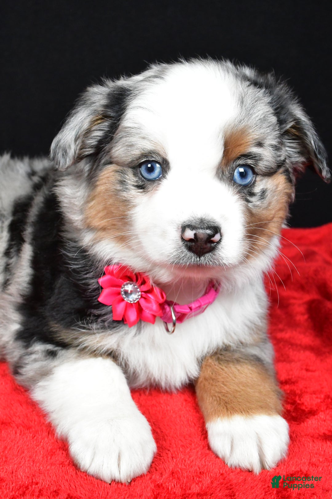 Miniature Australian Shepherd dogs for sale: Remi - Ad 5