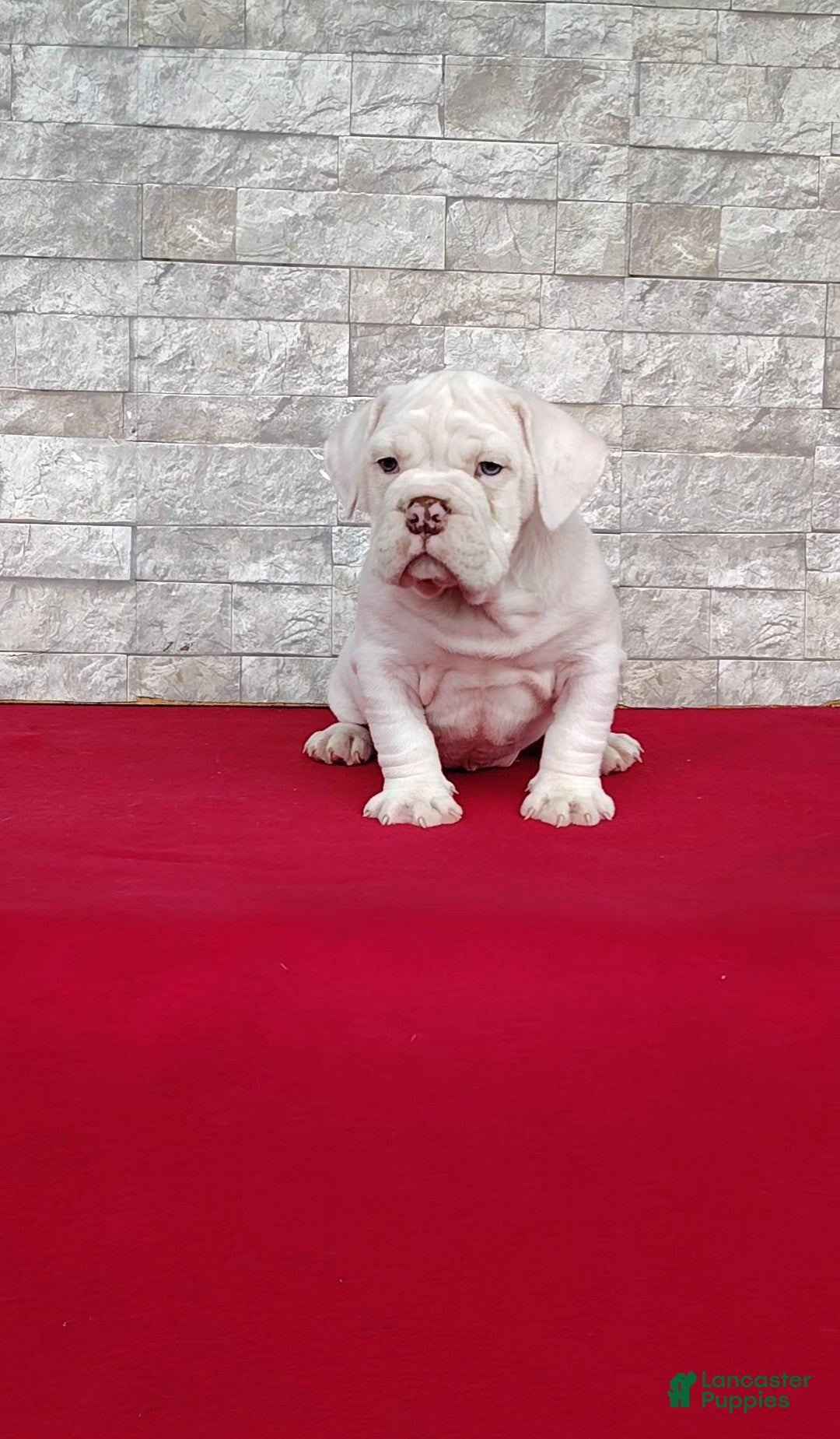 Beabull dogs Randy - Ad 1
