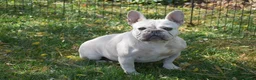 French Bulldog dogs for sale: Sunflower - Ad 7