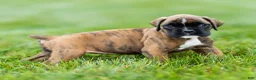 Boxer dogs for sale: Lori Boxer Puppy  - Ad 7