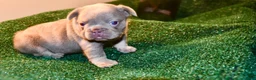 French Bulldog dogs for sale: French Bulldog 2 - Ad 16