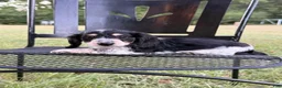 Dachshund dogs for sale: Star - Ad 3