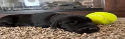 Mixed Breed dogs for sale: Toast - Ad 3