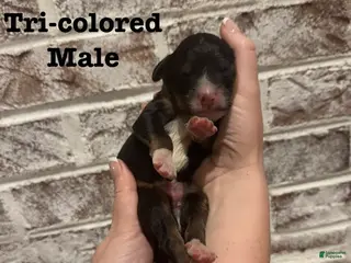 Bernedoodle dogs Wallen - Ad 12