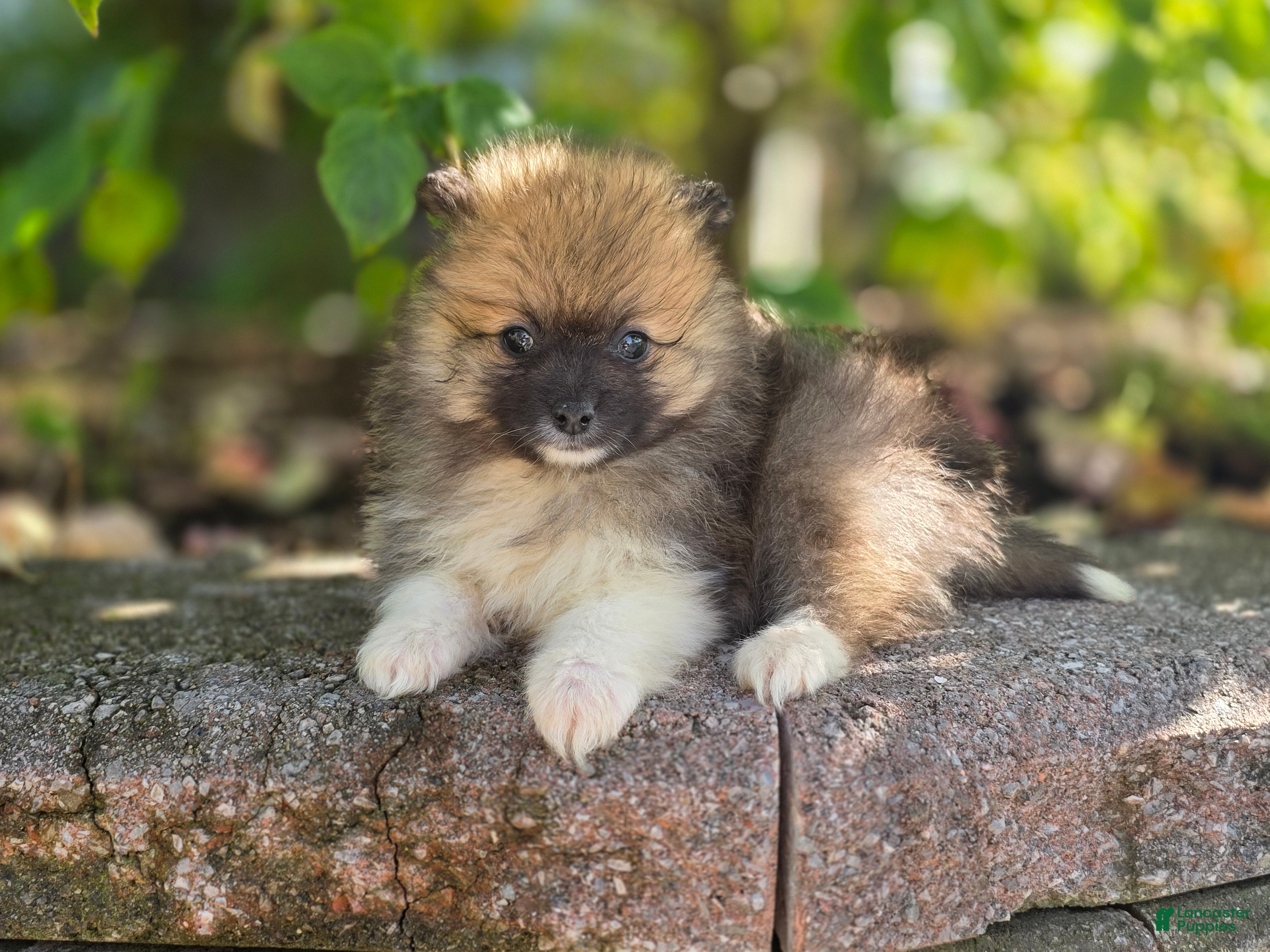 Pomeranian dogs Sable-Tri color - Ad 1