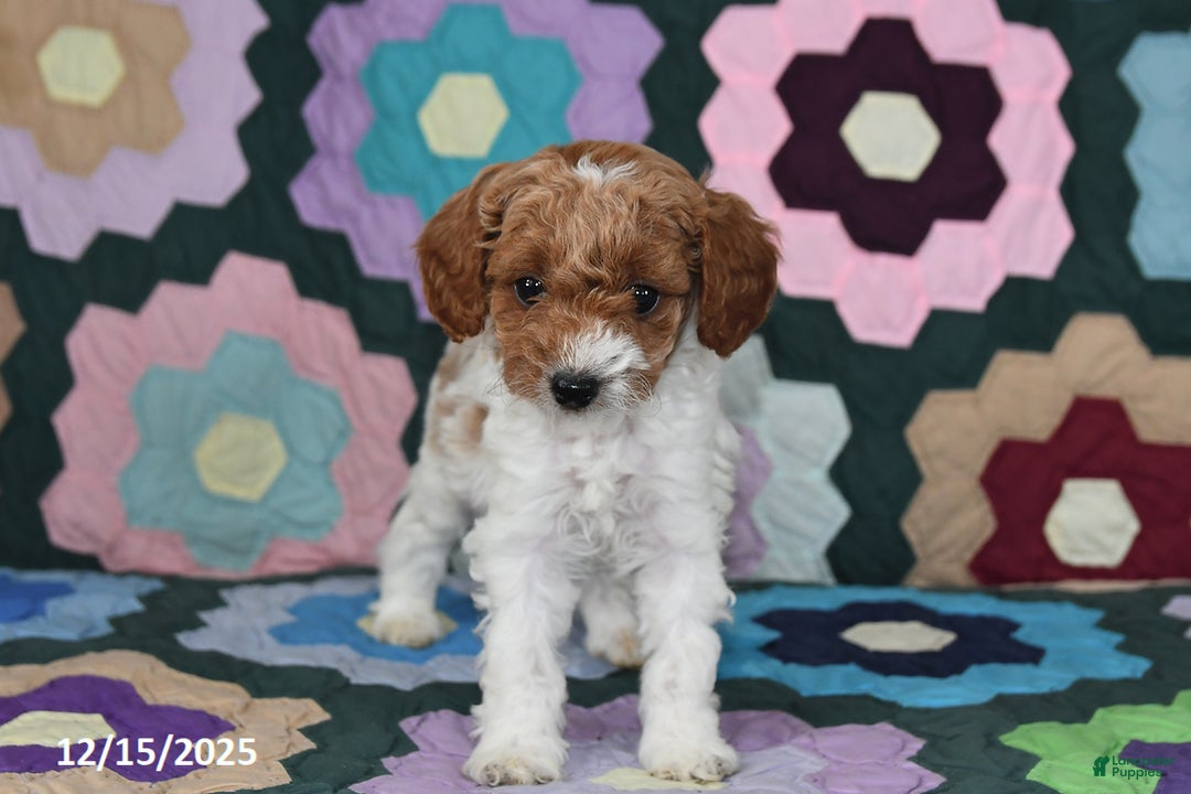 Mixed Breed dogs for sale: Max - Ad 2