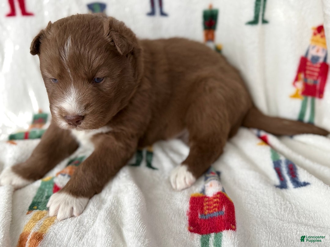 Siberian Husky dogs for sale: Snickerdoodle - Ad 2