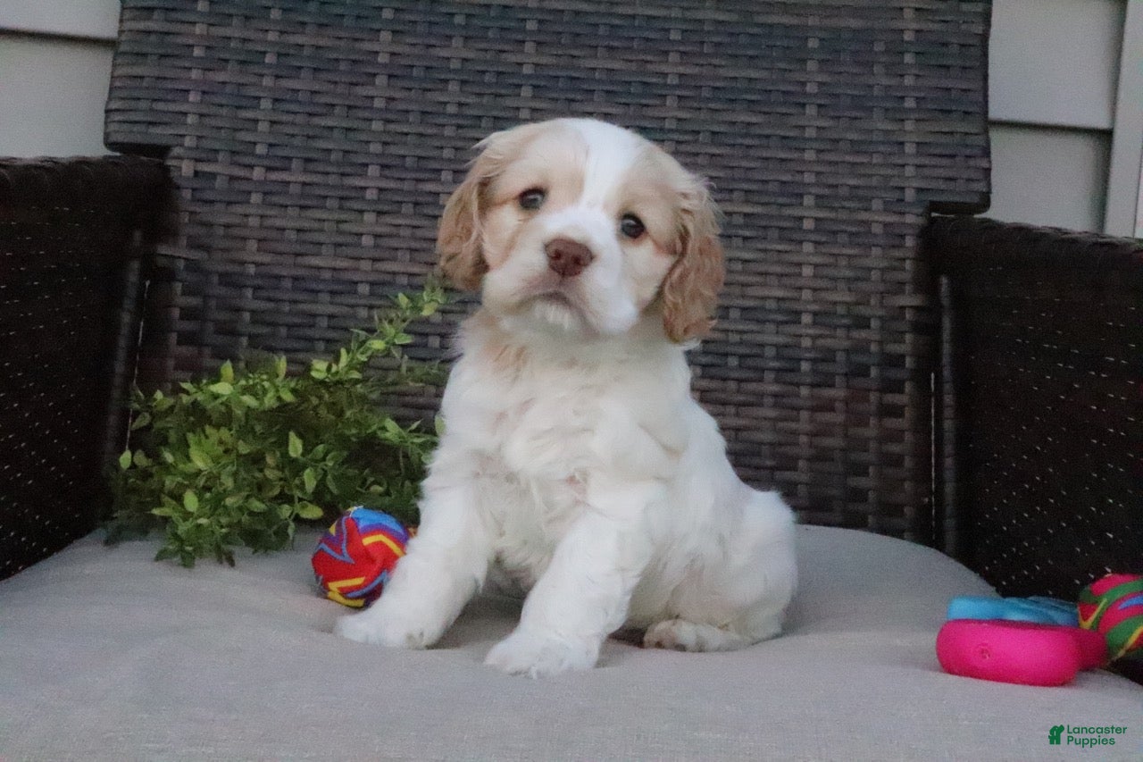 Cocker Spaniel dogs Frankie - Ad 2
