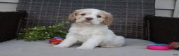 Cocker Spaniel dogs for sale: Frankie - Ad 2