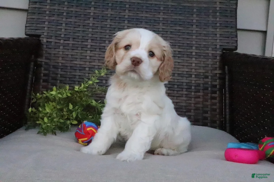 Cocker Spaniel dogs for sale: Frankie - Ad 2