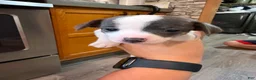Chihuahua dogs for sale: Chihuahua 5 - Ad 5