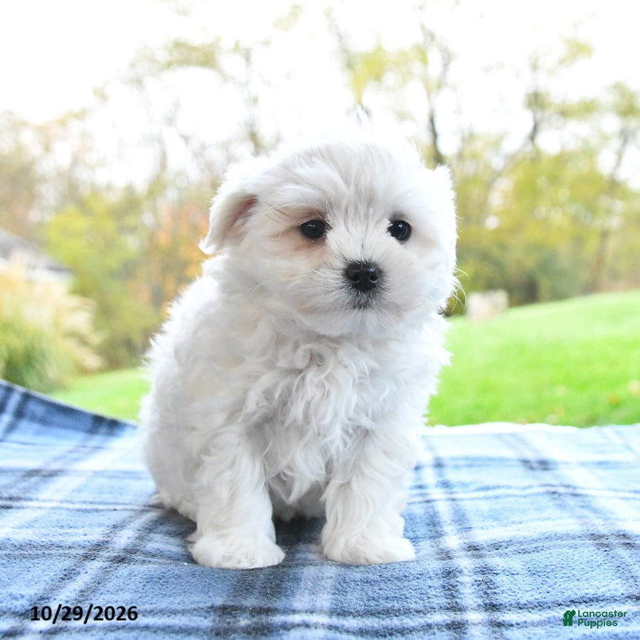 Maltese dogs for sale: Frosty - Ad 2