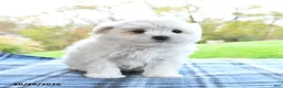 Maltese dogs for sale: Frosty - Ad 2