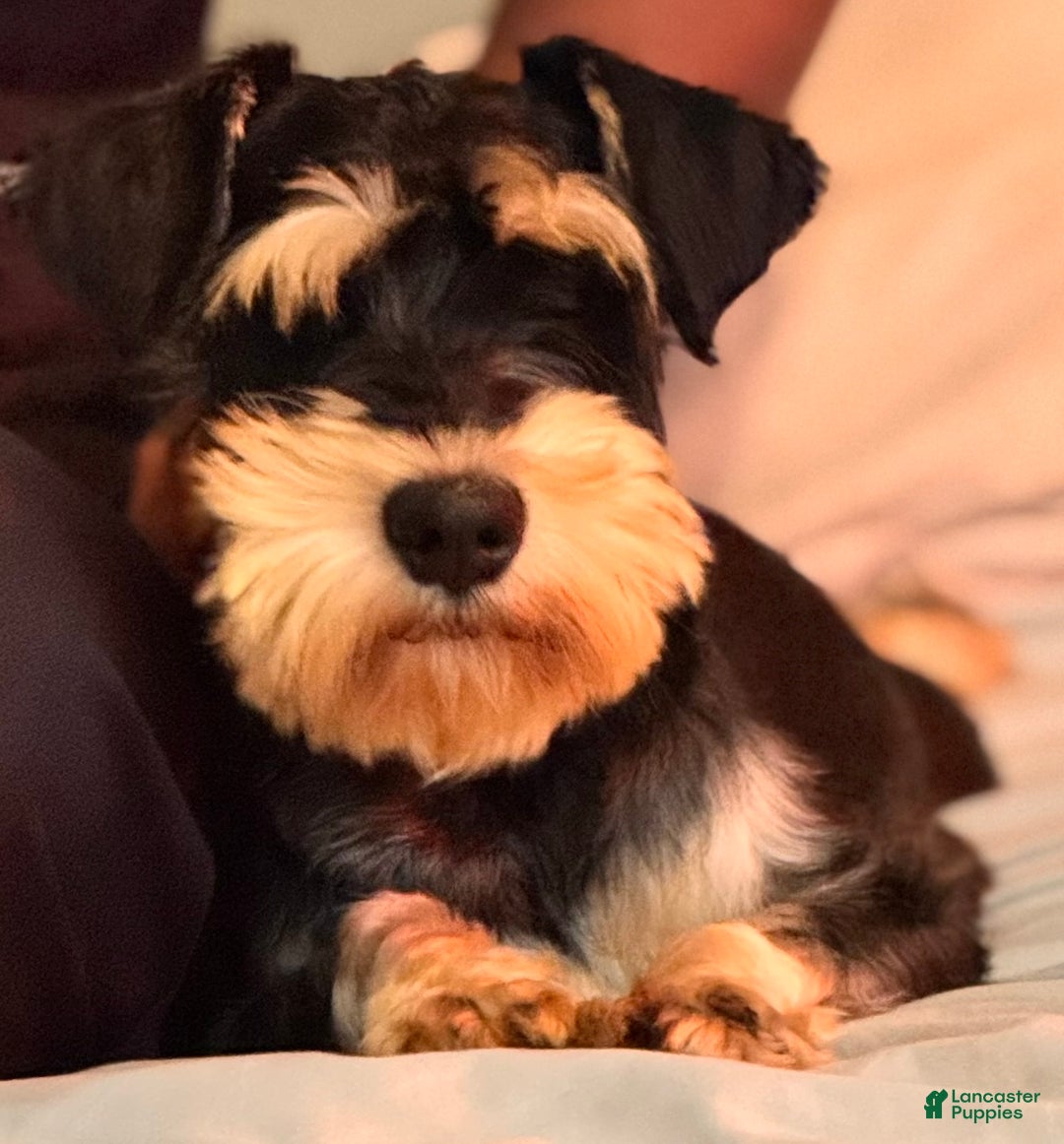 Miniature Schnauzer dogs for sale: Miniature Schnauzer Puppy 3 - Ad 4
