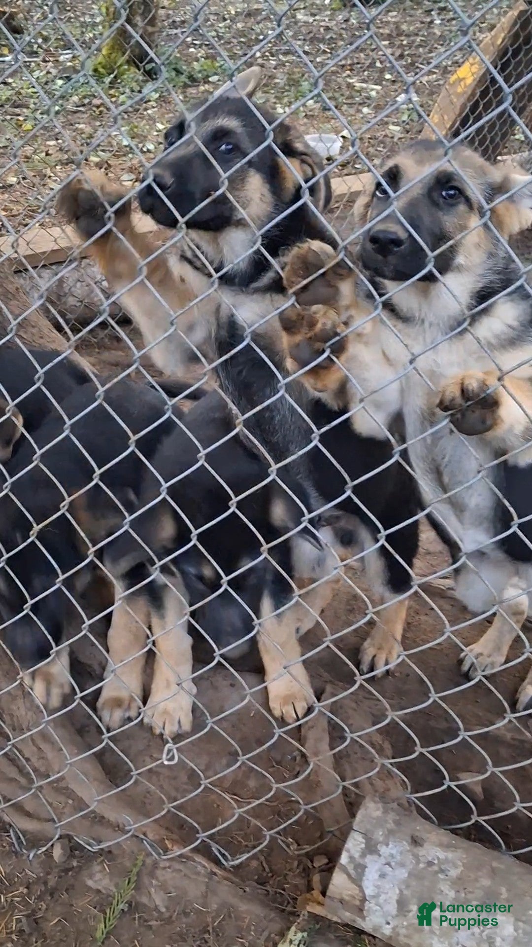 German Shepherd dogs for sale: German Shepherd Puppy 1 - Ad 14