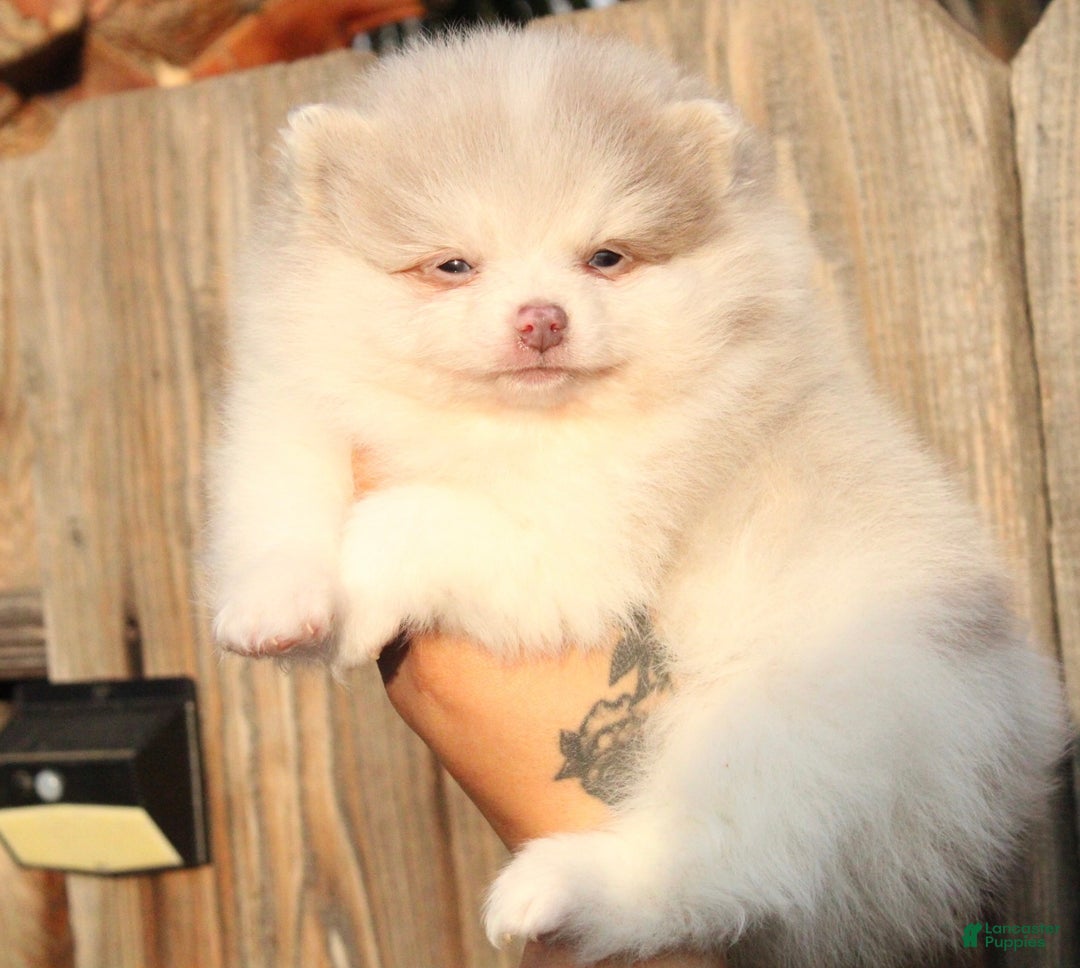 Pomeranian dogs for sale: Pomeranian Puppy 2 - Ad 2