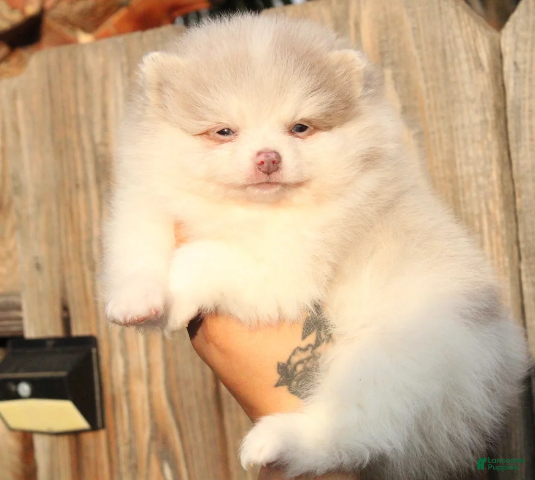 Pomeranian dogs for sale: Pomeranian Puppy 2 - Ad 2