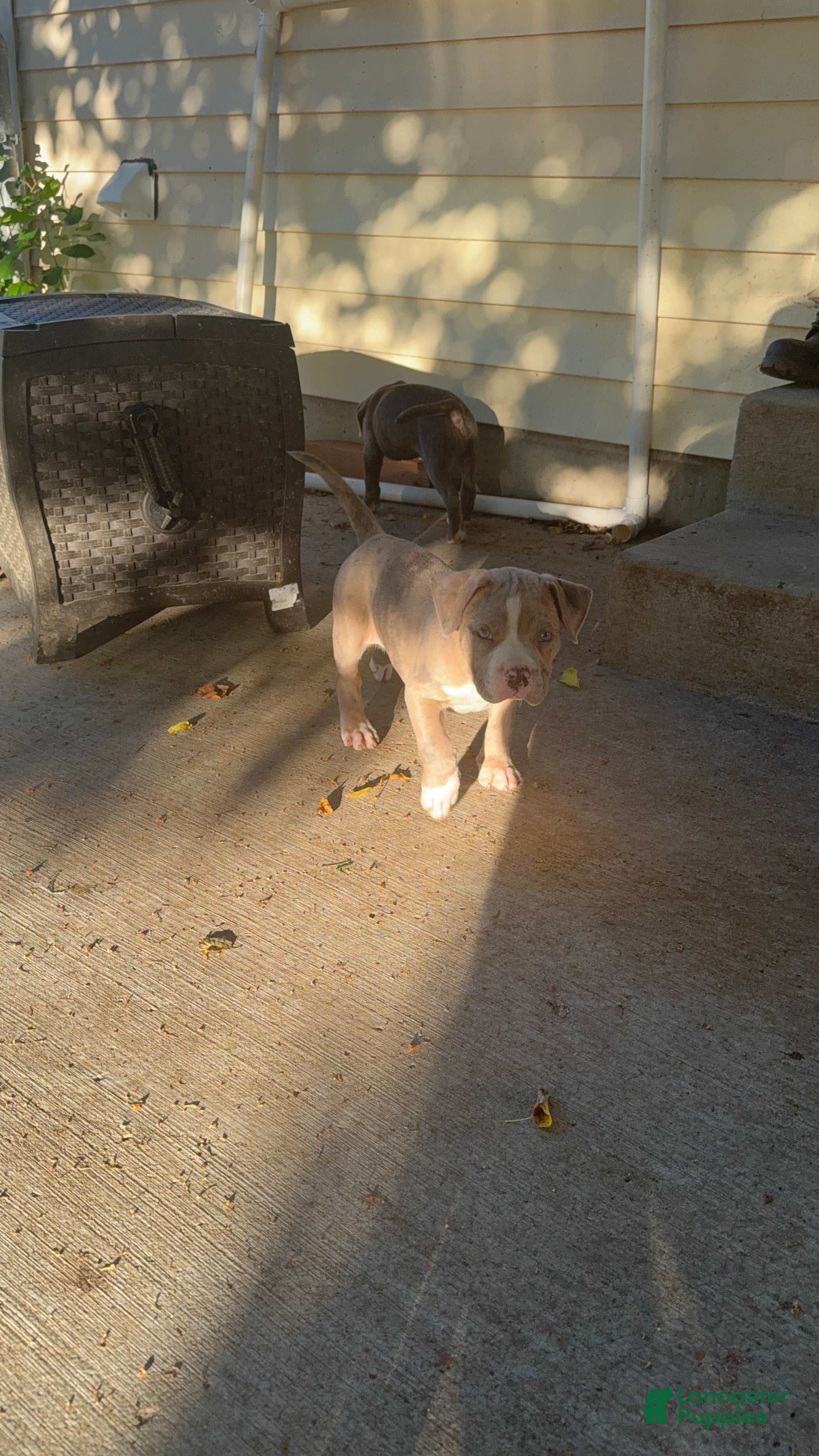 American Bully dogs American Bully 2 - Ad 1