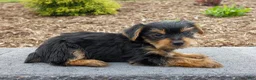 Yorkshire Terrier dogs for sale: Waylon - Ad 3