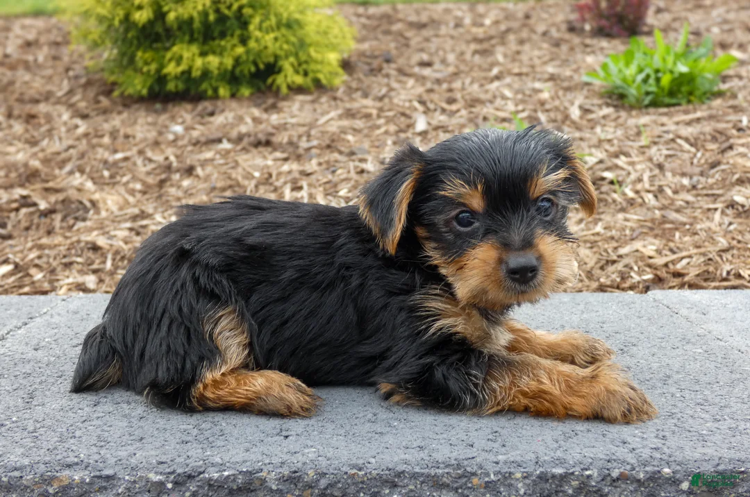 Yorkshire Terrier dogs for sale: Waylon - Ad 3