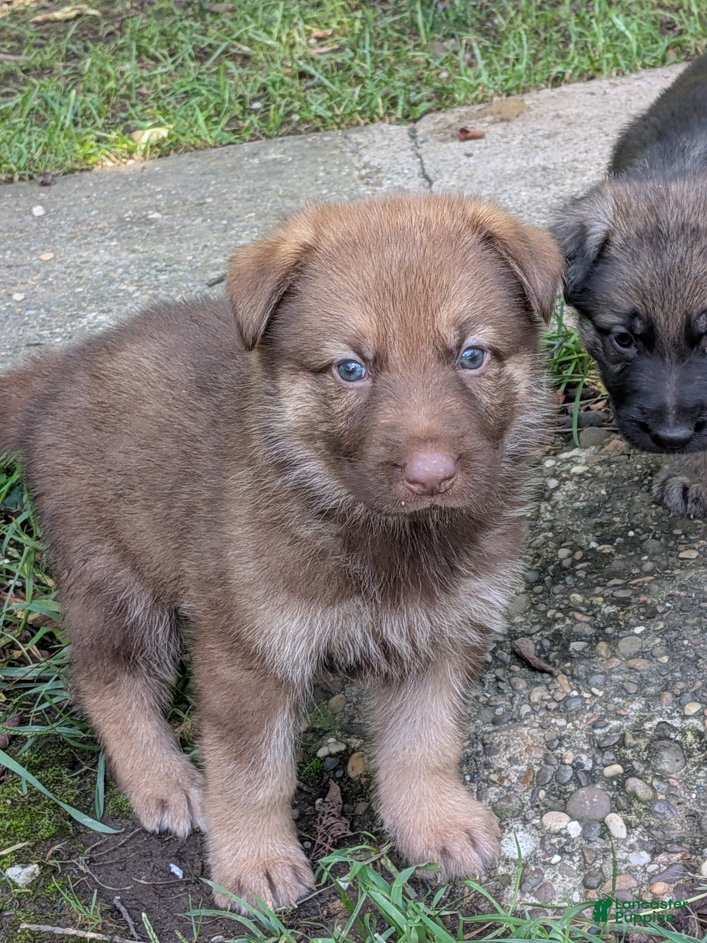 German Shepherd dogs German Shepherd 8 - Ad 1