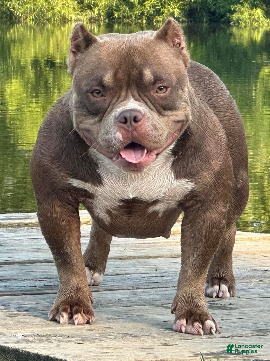 American Bully dogs for sale: Ticked Black trindle female  - Ad 6