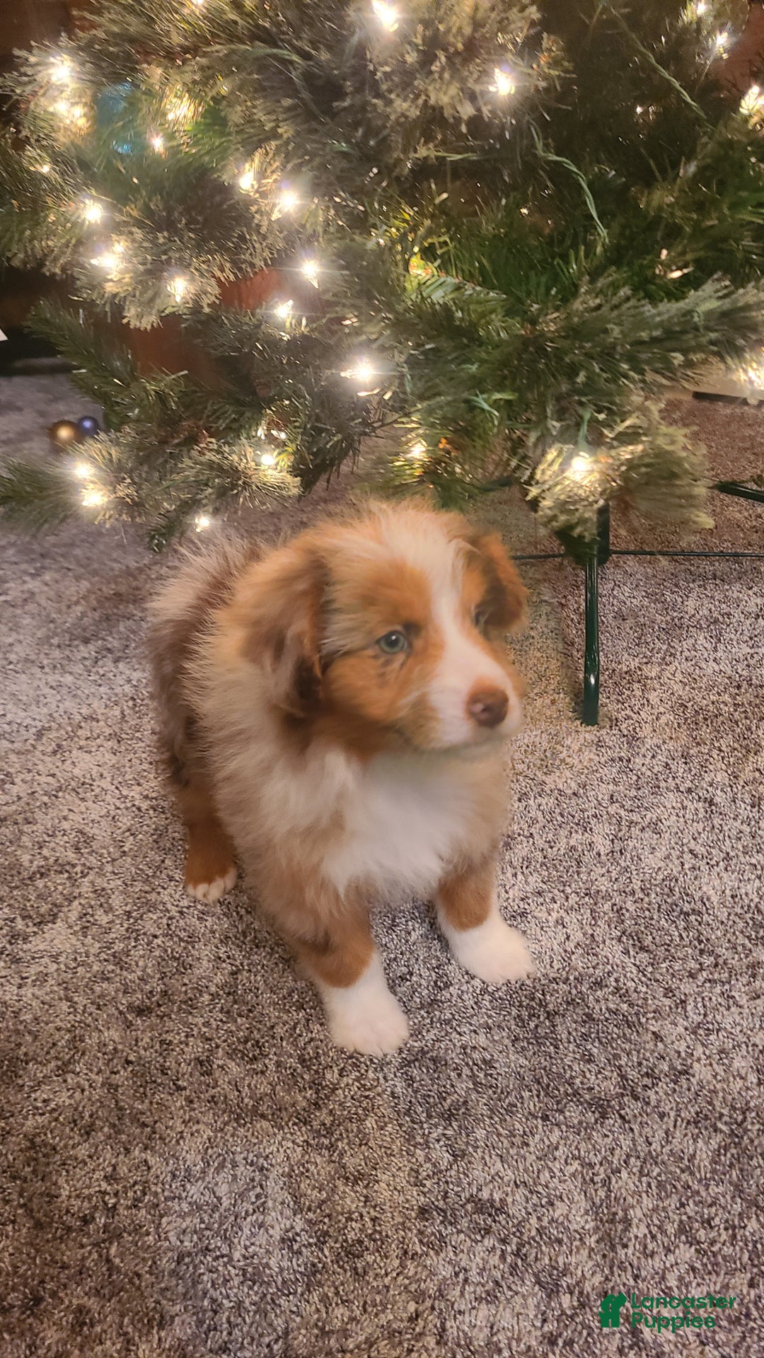 Aussiedoodle dogs for sale: Aussiedoodle Puppy 5 - Ad 1