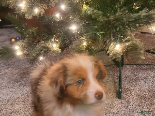 Aussiedoodle dogs Aussiedoodle Puppy 5 - Ad 20