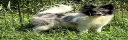 Pomeranian dogs for sale: Pomeranian 1 - Ad 3
