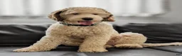 Cavapoo dogs for sale: Tater tot - Ad 6