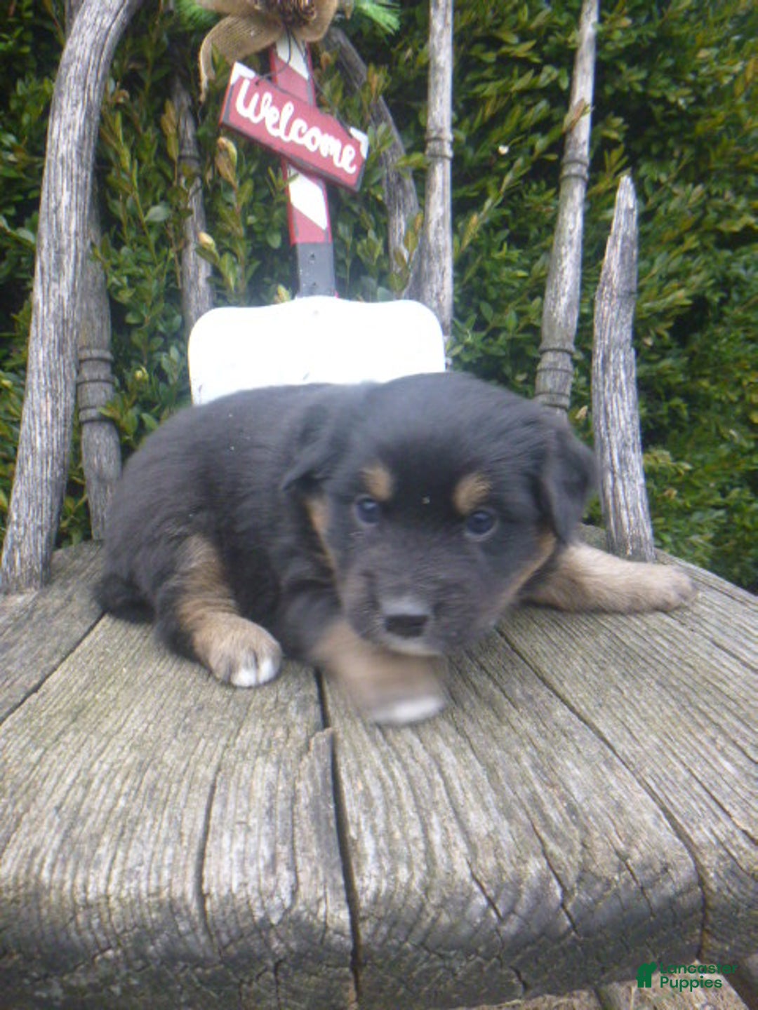 Miniature Australian Shepherd dogs for sale: Nikki - Ad 14