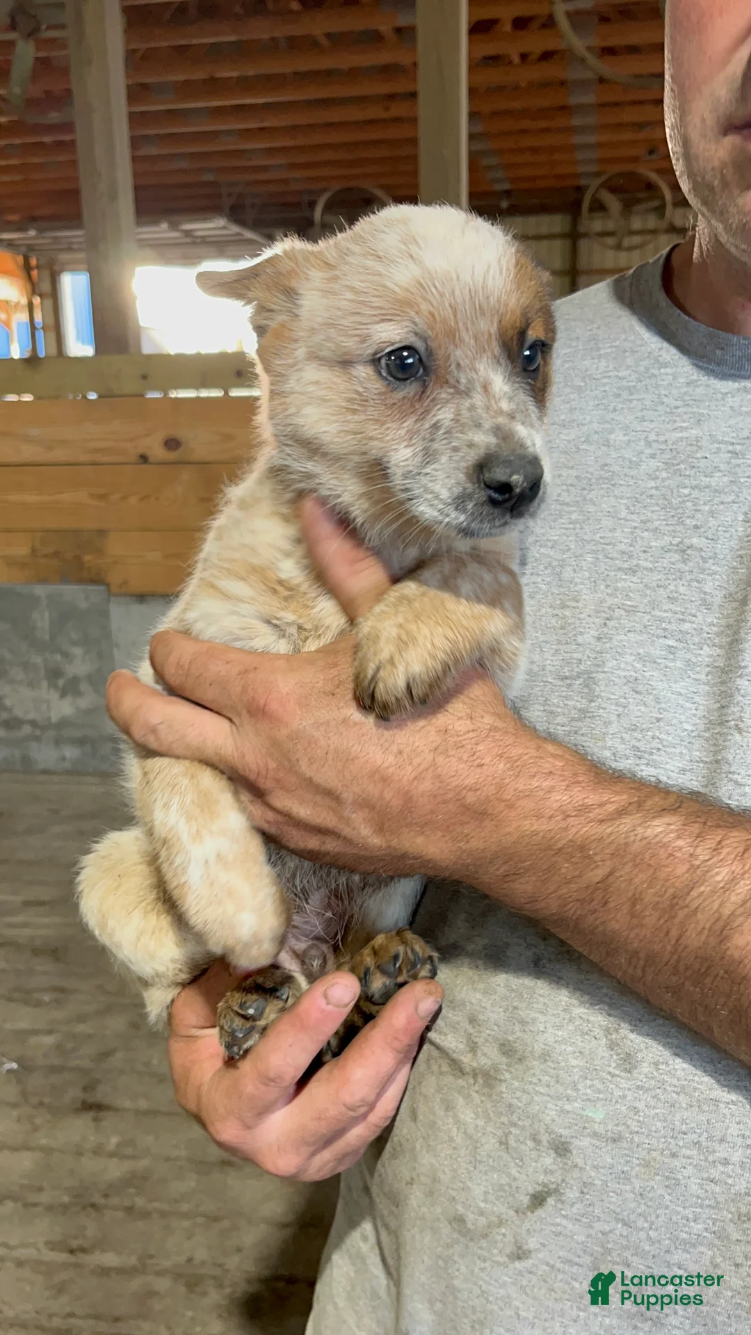 Australian Cattle Dog dogs for sale: Axel - Ad 2