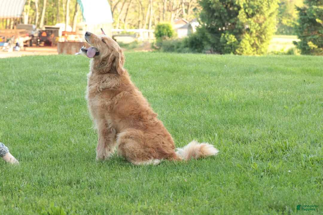 Goldendoodle dogs for sale: Belle - Ad 3