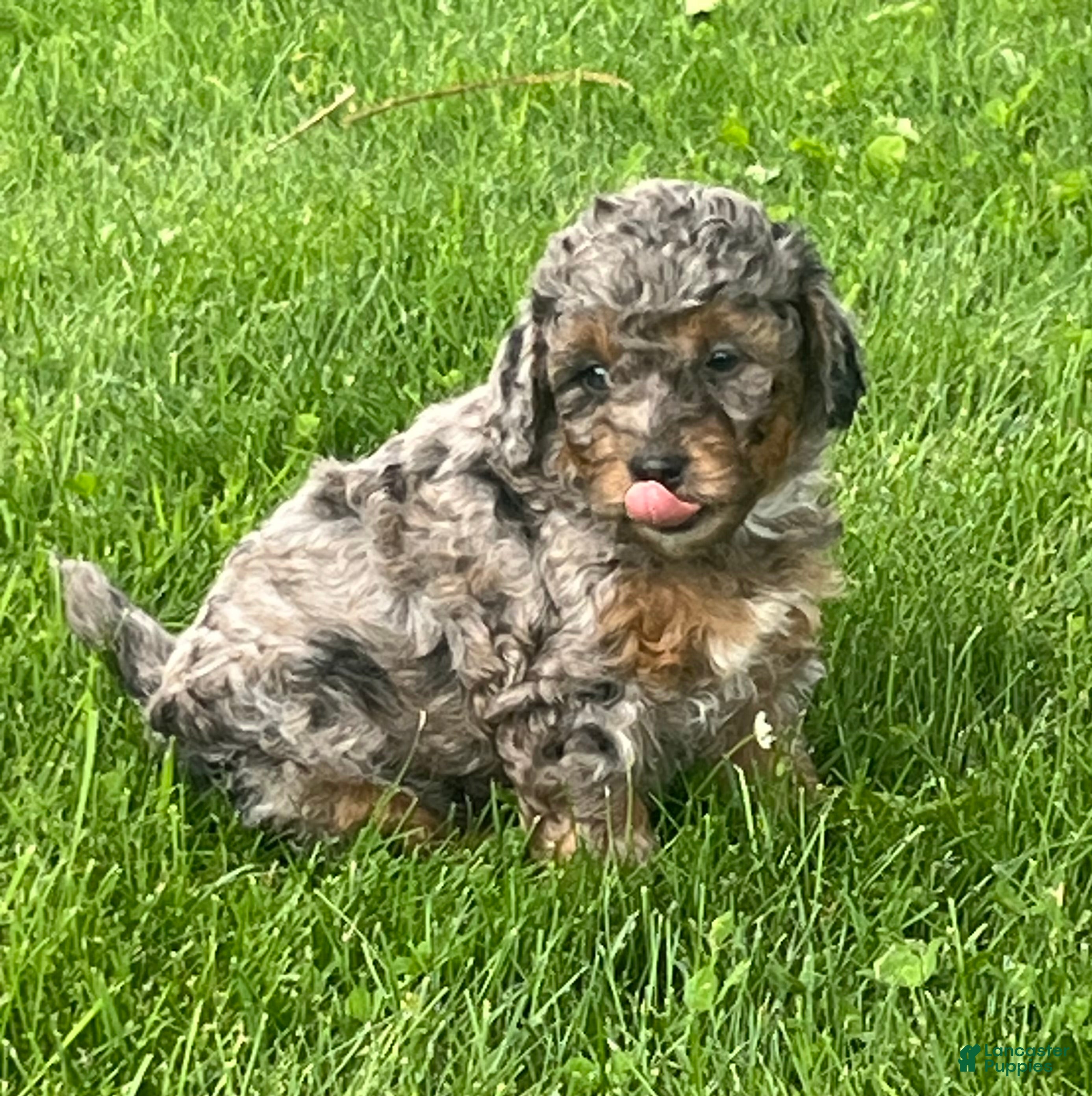 Mini Goldendoodle dogs Bourbon Mini Goldendoodle Puppy  - Ad 2