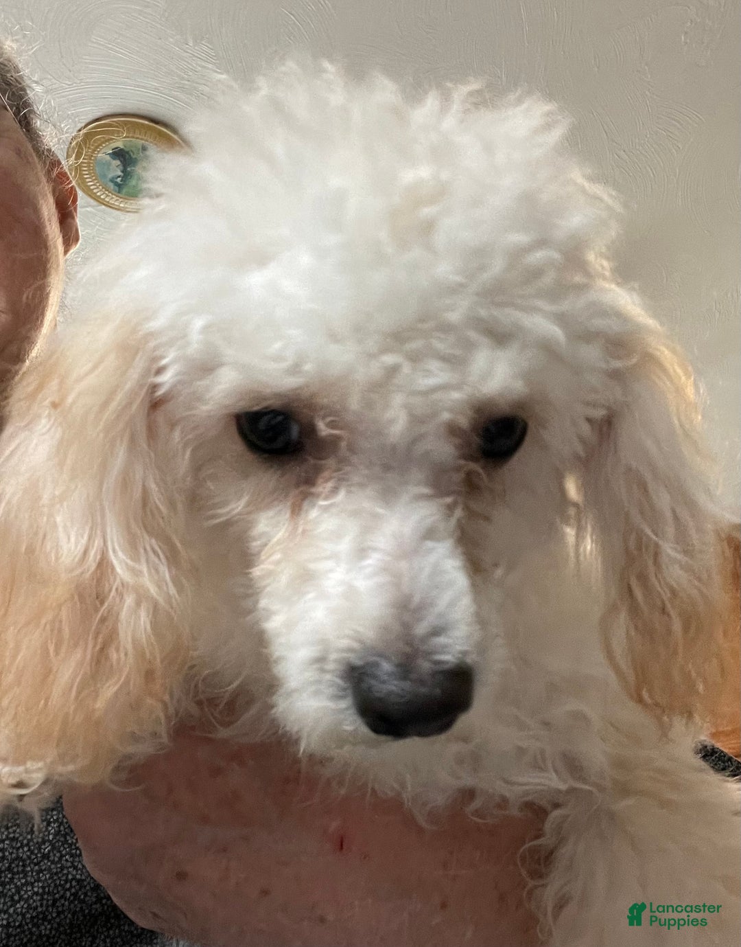Toy Poodle dogs for sale: Leon - Ad 11
