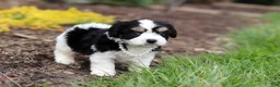 Cavachon dogs for sale: Queen - Ad 5