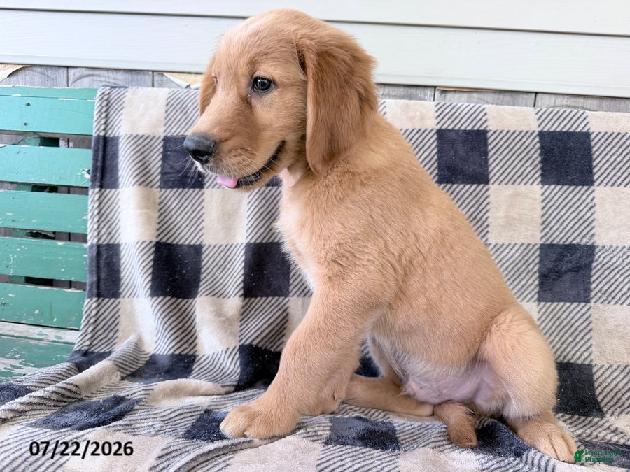Golden Retriever dogs Doug - Ad 1